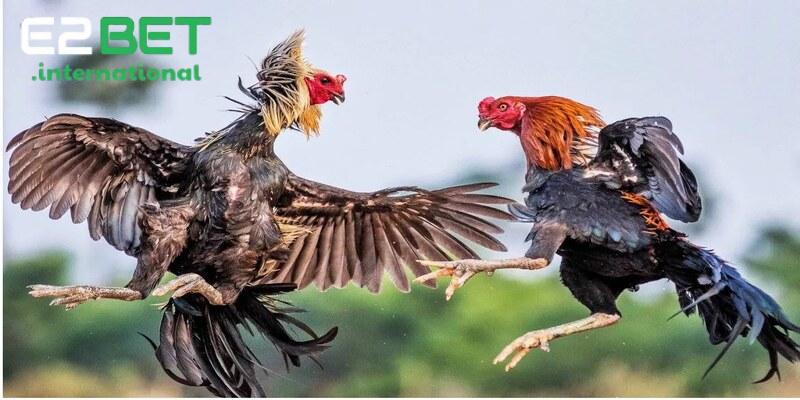 Hình thức chơi đá gà E2BET đa dạng mang đến những trải nghiệm thú vị