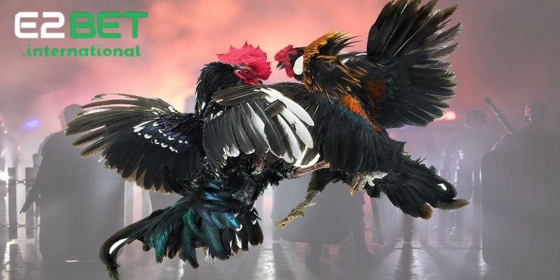 Đá gà E2BET là sân chơi cho những người yêu thích sự kịch tính và sôi động