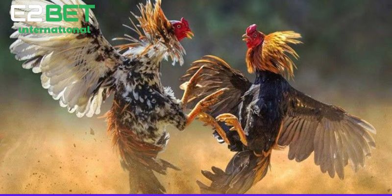 Đá Gà CPC Là Gì? Chiến thuật đá gà Campuchia hiệu quả tại nhà cái E2BET